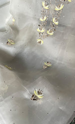 将图像加载到图库查看器中， Alfia Women&#39;s Lakhnavi Handcrafted Pure Organza Chikankari Unstitched Kurta And Dupatta Set- HONC0329249
